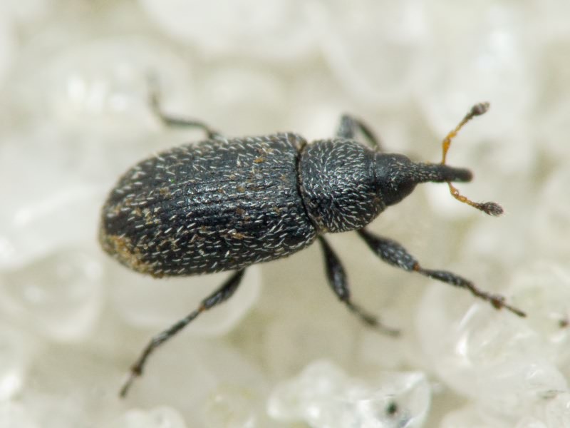 Gymnetron melanarium Germar, 1821